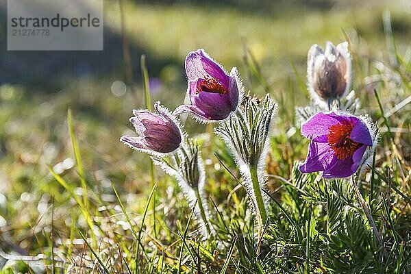 Passionsblumen Vorfrühlingsblumen in Blüte