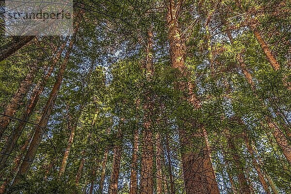 Ein schöner Redwood Wald in Nordkalifornien  USA  Nordamerika