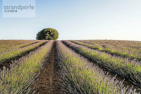 Schönes Bild von Lavendelfeldern. Sommer Sonnenuntergang Landschaft