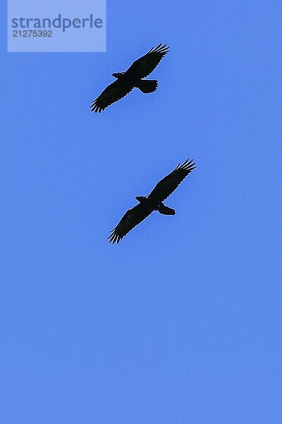 Silhouetten von Kolkraben  die in den Himmel fliegen