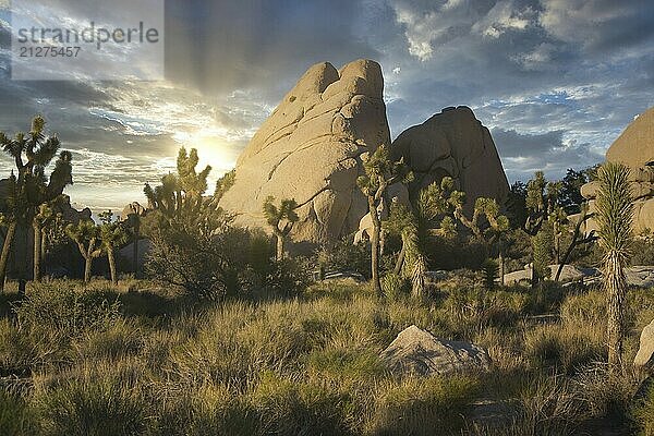 Joshua Tree National Park in Kalifornien während eines dramatischen Sonnenuntergangs. Reisen und Tourismus  Schönheit in der Natur