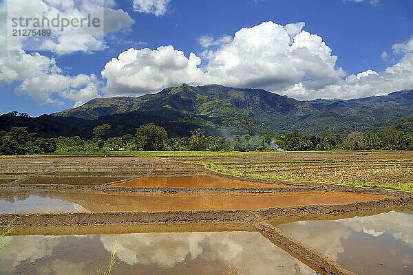 Schöne Berglandschaft mit Reisplantage in Sri Lanka