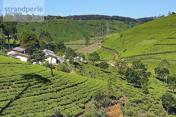 Schöne Berglandschaft mit Teeplantage in Sri Lanka  HDR Bild