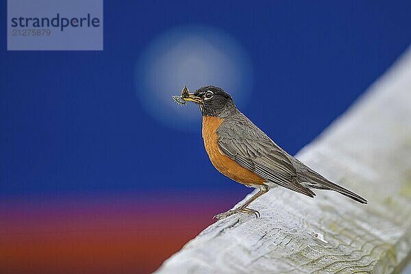 Ein Wanderdrossel (Turdus migratorius) sitzt auf einem Ast und hält ein Insekt im Schnabel  blauer Hintergrund  Ketchikan  Alaska  USA  Nordamerika