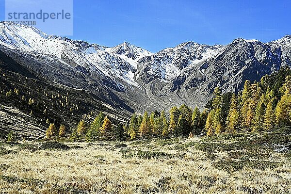 Berglandschaft mit schneebedeckten Gipfeln und herbstlichen Bäumen unter klarem blauem Himmel. Schöne Landschaft von hohen Bergen mit Schnee und Herbst bunter Wald in Kurzras in Südtirol  Italien. Tal in den Alpen