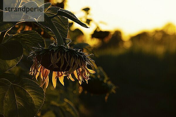 Closeup dramatischen Blick auf Sonnenblumen im Gegenlicht Sommer Abendzeit