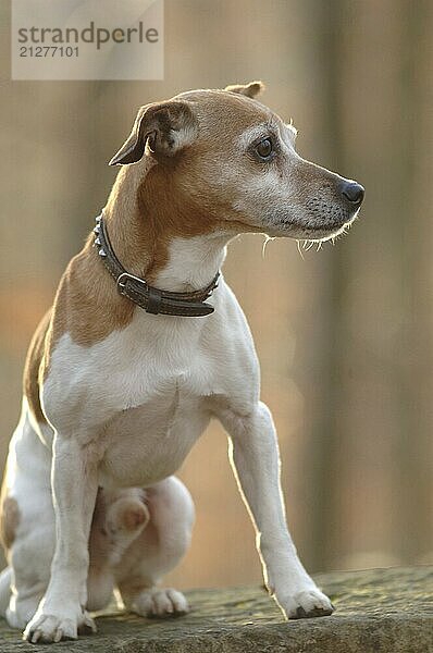 Jack Russel-Terrier  Rüde im Gegenlicht