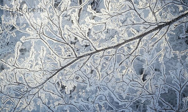 Ein mit Frost und Schnee bedeckter Zweig. Der Zweig ist mit Eis und Schnee bedeckt  und es sieht aus  als ob er in der Zeit eingefroren wurde. Das Bild hat eine heitere und friedliche Stimmung AI erzeugt  KI generiert