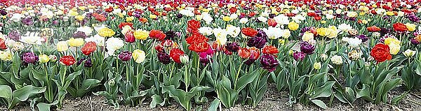 Blühende Tulpen Feld in Holland  Frühling  schöne mehrfarbigen Hintergrund  Sonnenlicht