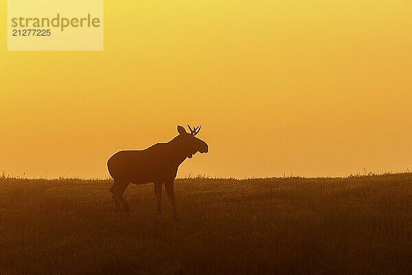 Silhouette eines Elchbullen im Dämmerlicht