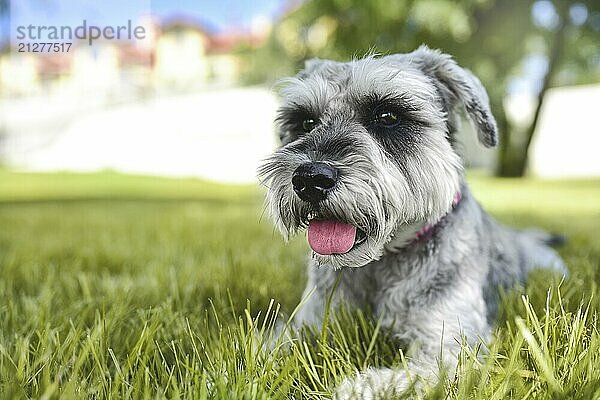 Porträt eines schönen Hundes Schnauzer sitzt auf dem Gras und Blick in die Ferne in den park.the Konzept der Liebe für Tiere. bester Freund