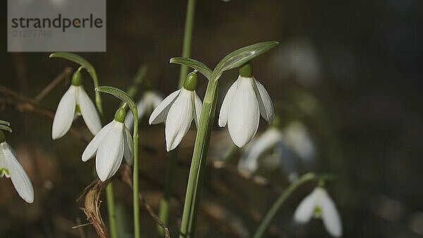 Erste schöne Schneeglöckchen im Frühlingswald. Galanthus nivalis blüht