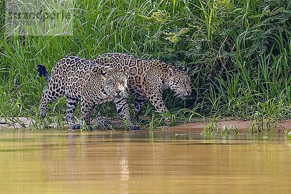 Nahaufnahme von zwei Jaguar Brüdern  die entlang des Flussufers vor grünem Hintergrund spazieren gehen  einer schaut zur Kamera  Pantanal Feuchtgebiet  Mato Großo  Brasilien  Südamerika