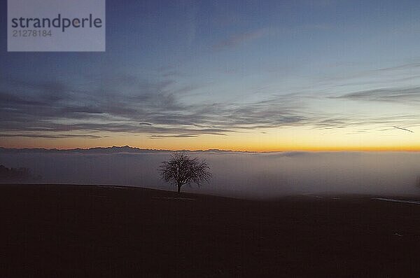 Baum mit Ausblick über das Nebelmeer am Bodensee  Inversionswetterlage mit Alpenblick