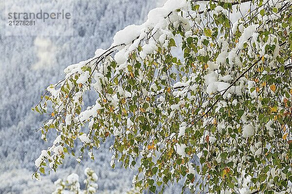 Birkenbäume in Herbstfarben und Neuschnee