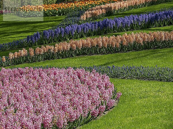 Blühende Blumenfelder mit Rosa  Lila  Orange und blauen Blumen auf grünem Hintergrund  amsterdam  niederlande