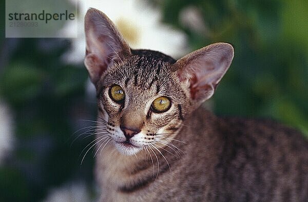 Orientalische Kurzhaarkatze black-tabby-spotted 5 monate alt jungtier