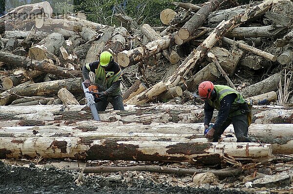 Männer beim Abstecken und Ablängen von Pinus radiata Stämmen zum Fräsen  Westland  Hokitika  Neuseeland  Ozeanien