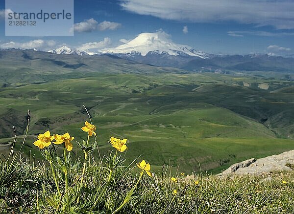 Schöne Aussicht auf den Berg Elbrus und gelbe Blumen  Nordkaukasus  Hochebene Bermamyt  Russland  Europa