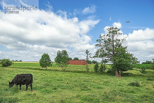 Schöne Sommerlandschaft mit einer schwarzen Kuh  die auf einer grünen Weide grast  während ein Flugzeug am Himmel fliegt  in der Region Baden-Württemberg  Deutschland  Europa