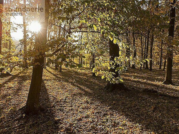 Zweig mit bunten gelben Blättern. Herbst Wald mit hellen Morgensonne scheint durch die Bäume. Ein Spaziergang im Herbst Park mit schöner Natur und gefallenen Blättern