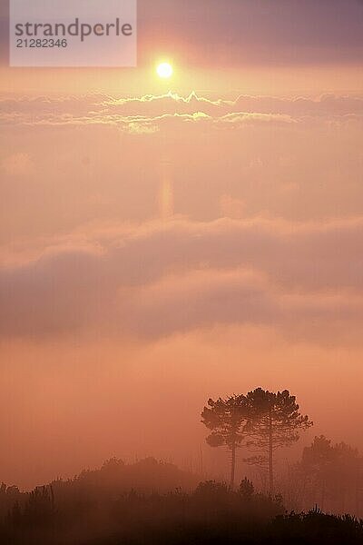 Silhouette von Bäumen umgeben von Nebel bei Sonnenuntergang