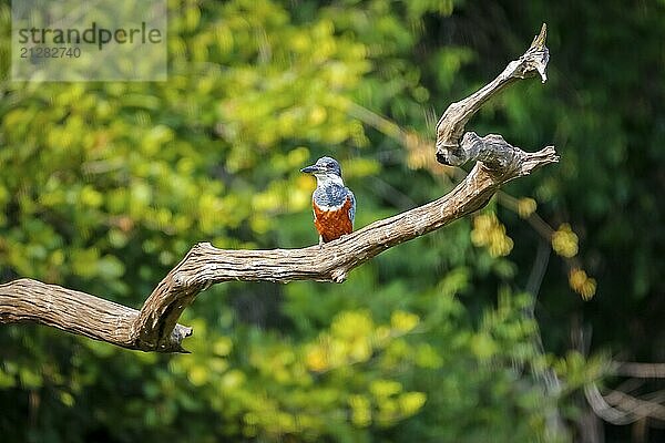 Ringeisvogel auf einem kahlen Ast vor unscharfem grünem Hintergrund  Pantanal Feuchtgebiete  Mato Großo  Brasilien  Südamerika