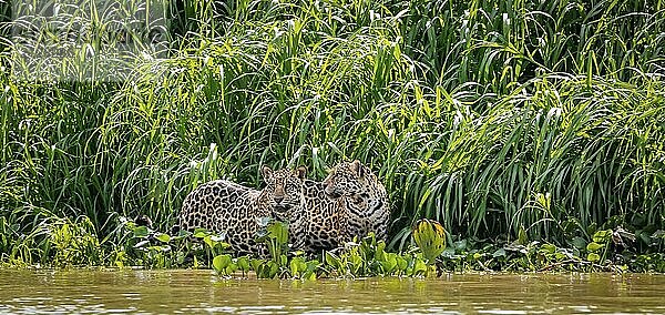 Zwei Jaguar (Panthera onca) stehen an einem Flussufer vor üppig grünem Hintergrund  Blick  Frontalansicht  Pantanal Feuchtgebiet  Mato Großo  Brasilien  Südamerika