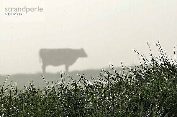 Silhouette einer Jersey Kuh und einer Weide  Westküste  Neuseeland  Ozeanien