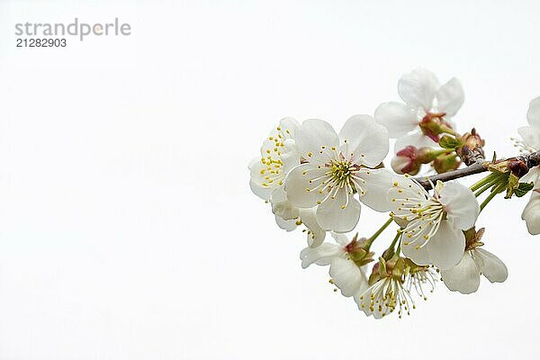 Weiße Farbe Beere Baum vor weißem Hintergrund