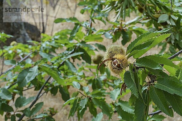 Grüner Baum (Aesculus hippocastanum) mit dornigen Kastanienfrüchten. mit weißem Hintergrund und Kopierraum