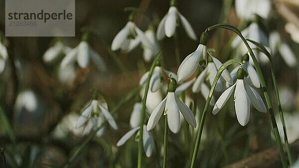 Erste schöne Schneeglöckchen im Frühlingswald. Galanthus nivalis blüht