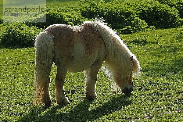 Shetlandpony im Gegenlicht