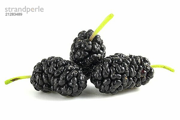 Schwarze Maulbeere Frucht vor weißem Hintergrund. Beeren Nahaufnahme