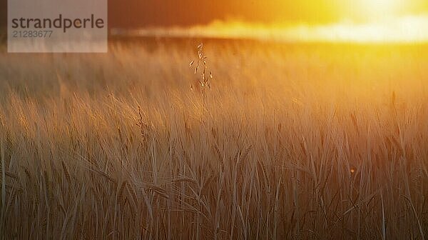 Unscharfe Weizenähren und leuchtend orangefarbene Sonne  die abends auf das Feld scheint. Geringe Schärfentiefe  selektiver Fokus