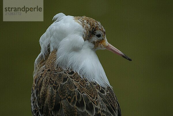 Nahaufnahme eines Vogels mit markanten Federn vor unscharfem  grünem Hintergrund  rheine  deutschland