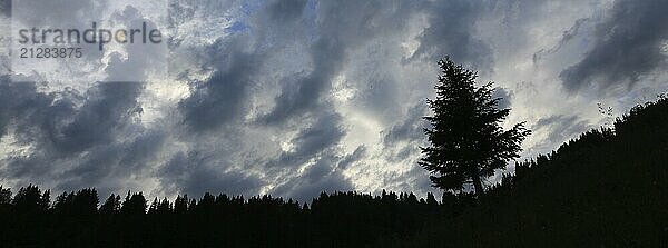 Umrisse einer Kiefer und ein stimmungsvoller Himmel