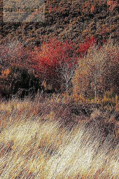 Herbstlich schöne Landschaft mit Kastanienbäumen  Eichen und Buchen. La Hiruela  Sierra del Rincon in Madrid