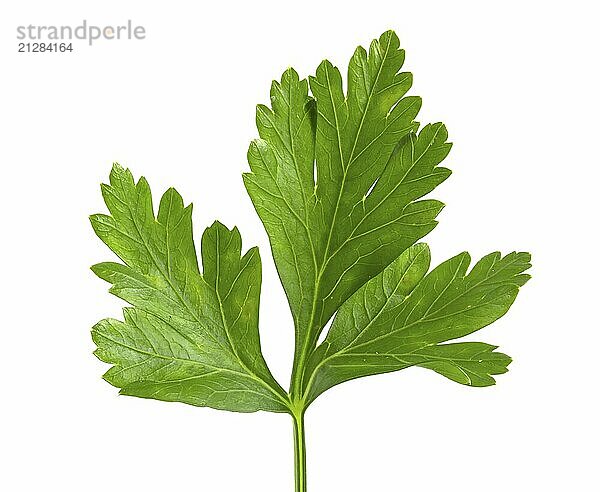 Cilantro Blatt vor weißem Hintergrund. Frische sriprava Grüns für Lebensmittel Großaufnahme