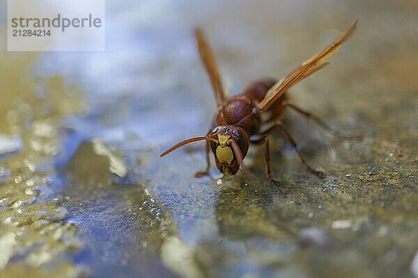 Frontalansicht einer invasiven asiatischen Wespe  Vespa orientalis  die in einer Pfütze Wasser trinkt