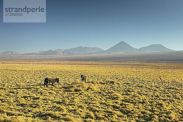 Atacama Wüste  Chile  Anden  Südamerika. Schöne Aussicht und Landschaft  Südamerika