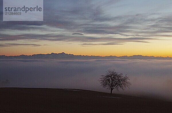 Baum mit Ausblick über das Nebelmeer am Bodensee  Inversionswetterlage mit Alpenblick