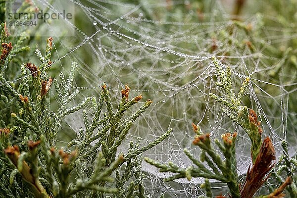 Makroaufnahme von Regentropfen auf einem Spinnennetz in den Wacholdernadeln. Geringe Tiefenschärfe