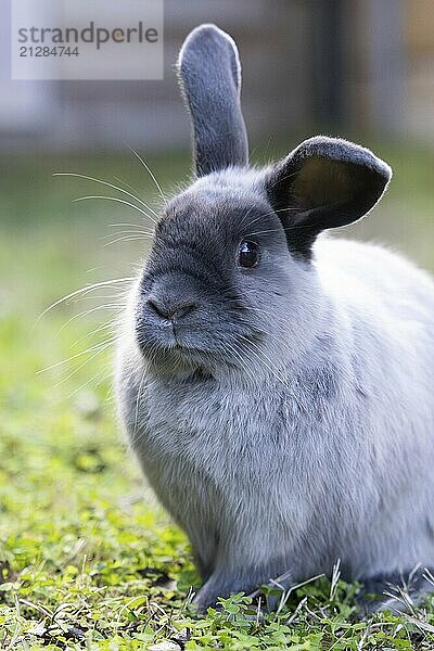 Eine schöne lop Kaninchen gegen einen isolierten Hintergrund der langen grünen Gras