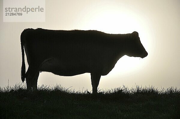 Silhouette einer Jersey Kuh auf der Weide  Westküste  Neuseeland  Ozeanien