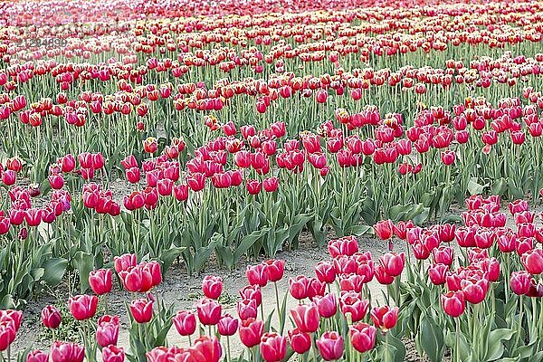 Blühende Tulpen Feld in Holland  Frühling  schöne mehrfarbigen Hintergrund  Sonnenlicht