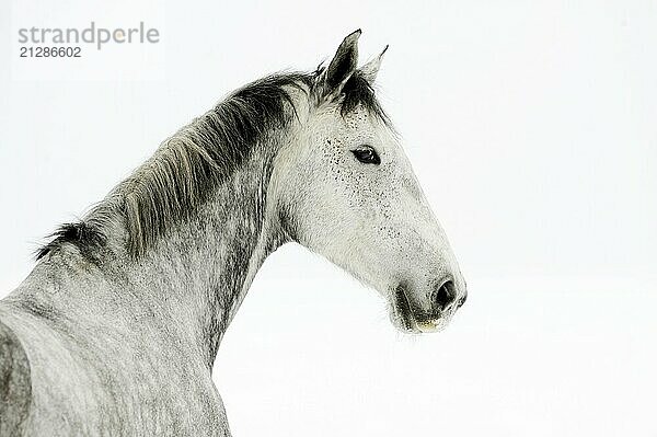 Schnee  Winter  freigestellt  exempted  von hinten  Titel  Aufmacher  Württemberger  Warmblut  warmblood  horse  horses  Pferd  Pferde  Wallach  gelding  Kalender  calendar  cover  snow  wintertime  Querformat  landscape format  horizontal format  Freizeitpferd  schönes Pferd  sanftes Pferd  kurze Mähne  short mane  Chapman  Fijalek  Ramona  Ramona Dünisch  Dünisch  Pferdefoto  Puzzle  Poster