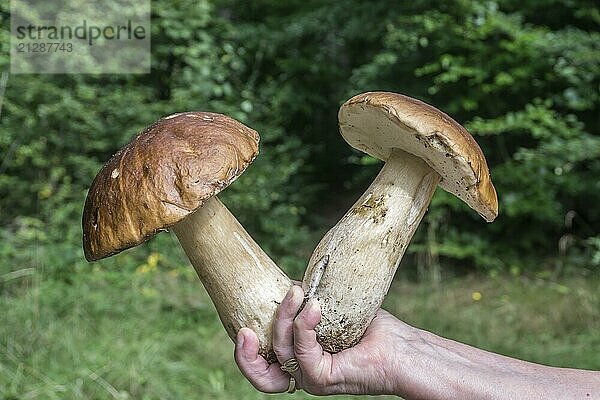 2 Steinpilze in der Hand