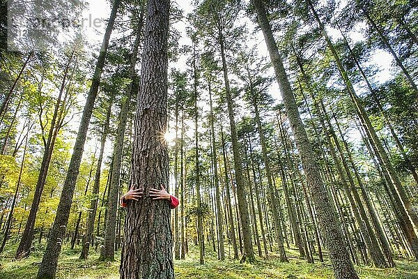 Ein Mann umarmt einen Baum in einem Wald