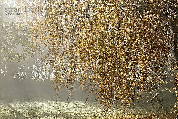 Birkenzweige im Herbst im Gegenlicht